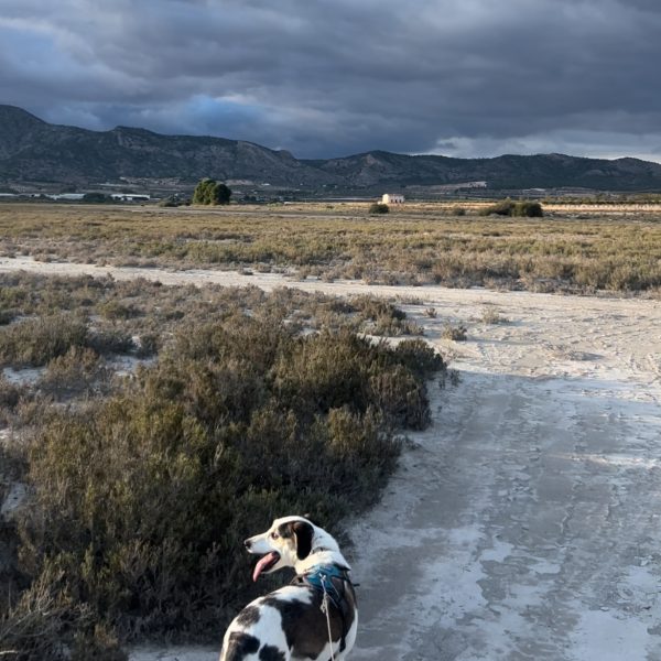 A Walk With Chief in the Laguna